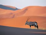 OryxAntelope