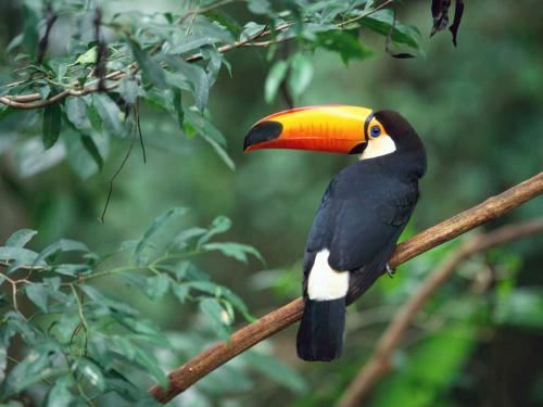 TocoToucan